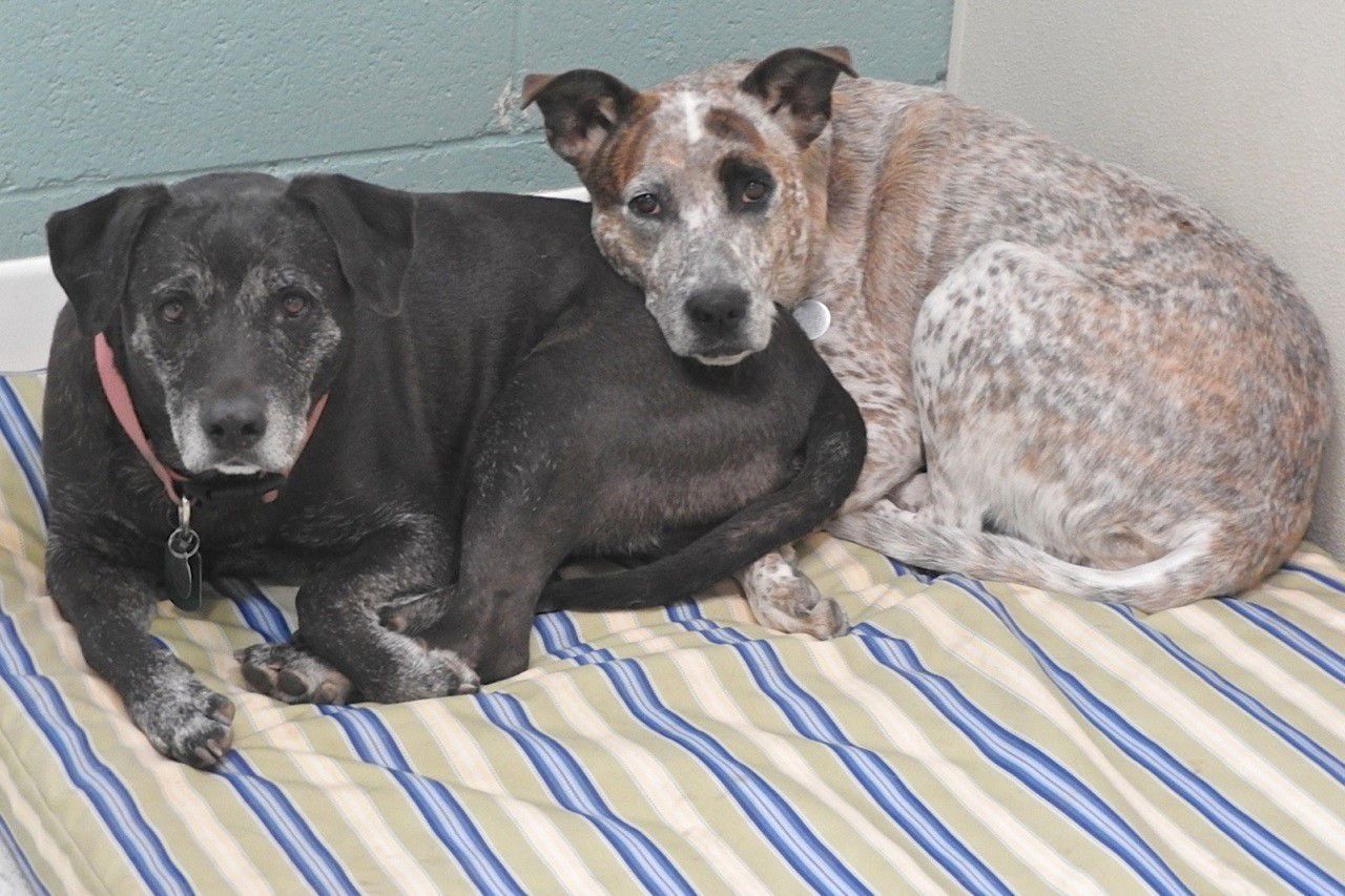 Adopt a friend: Nala (on right)